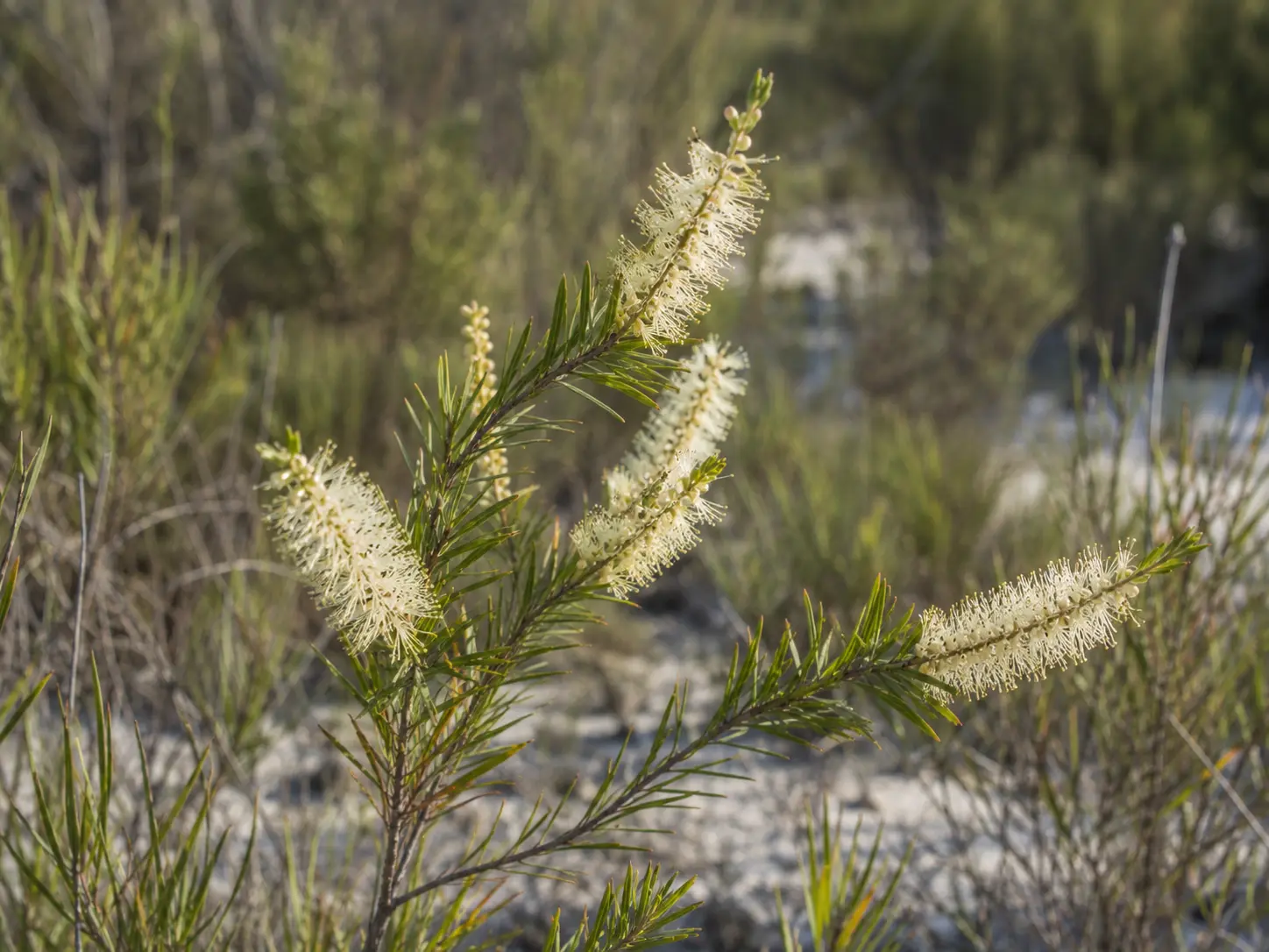 Ausztrál ericifolia illóolaj természetes, zöld hangulatú kompozícióban