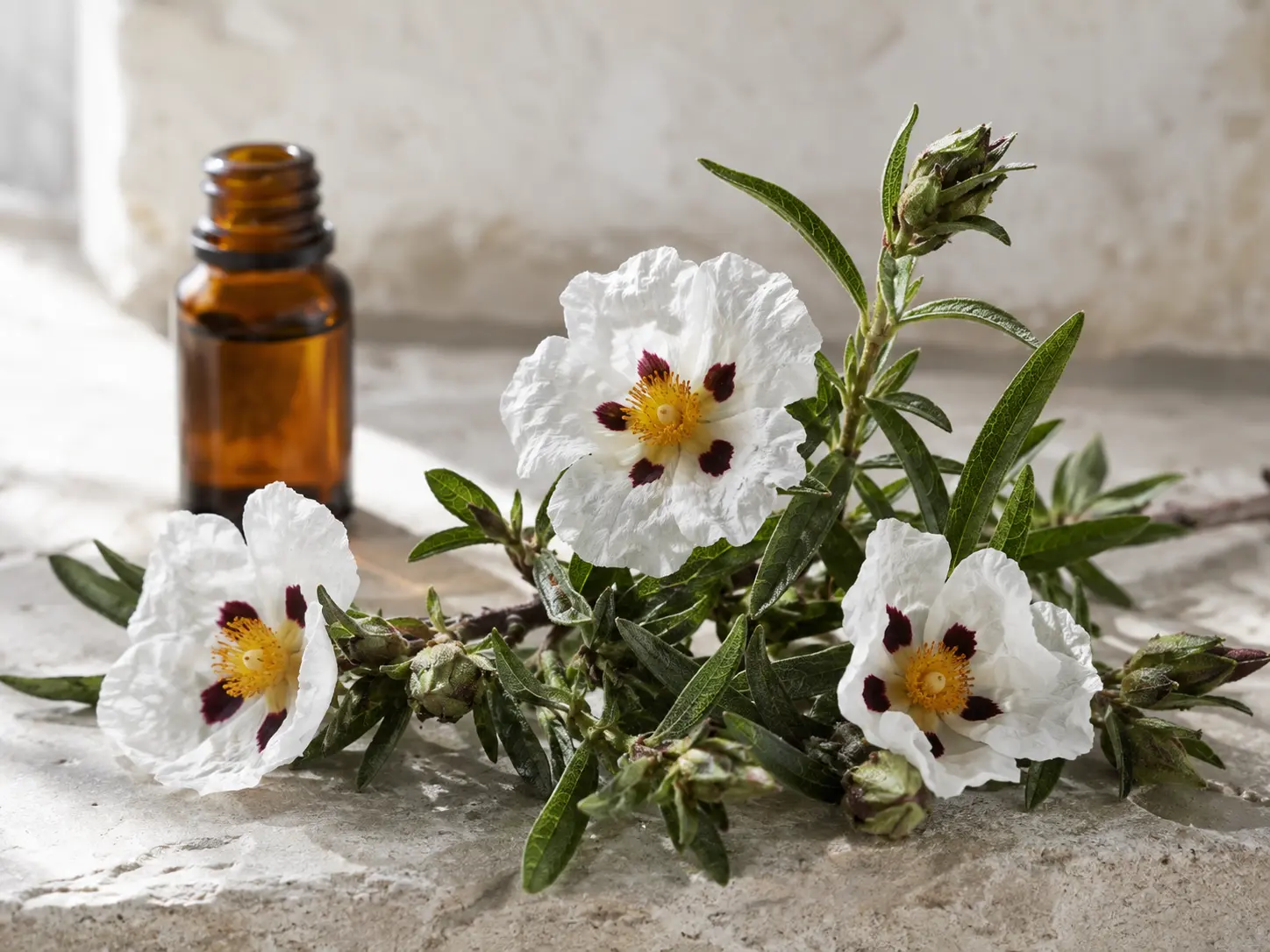 Cistus (szuhar) illóolaj