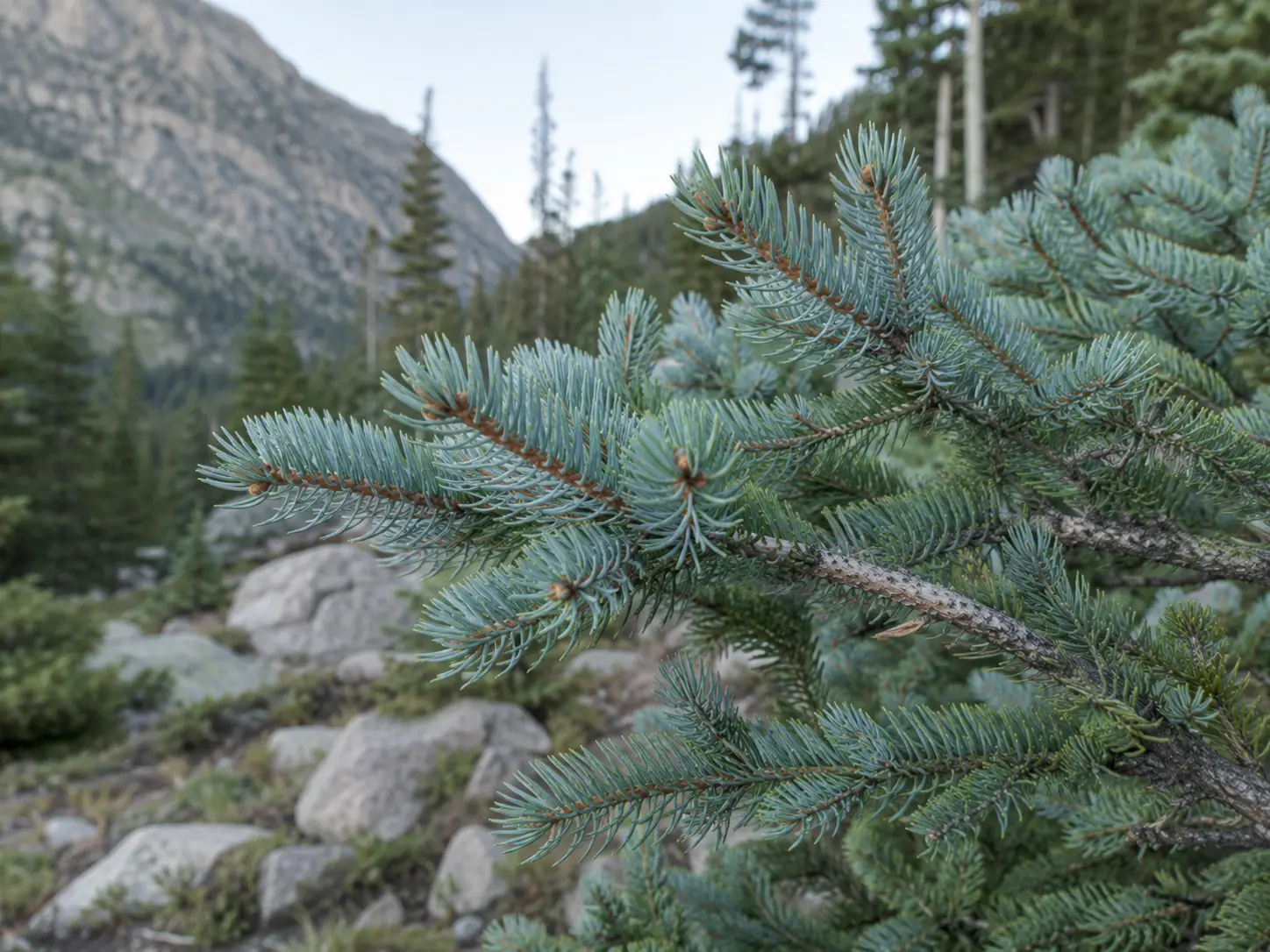 Idaho Blue Spruce illóolaj barna üvegben kék lucfenyőágakkal és tobozrészletekkel