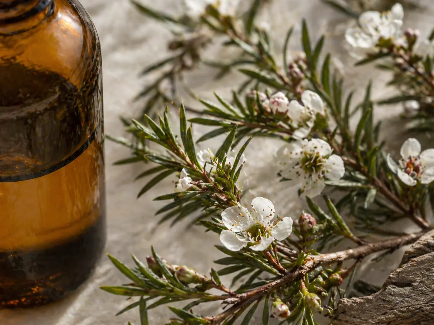 Manuka ágak, levelek és finom botanikai részletek borostyánszínű illóolajos üveg mellett