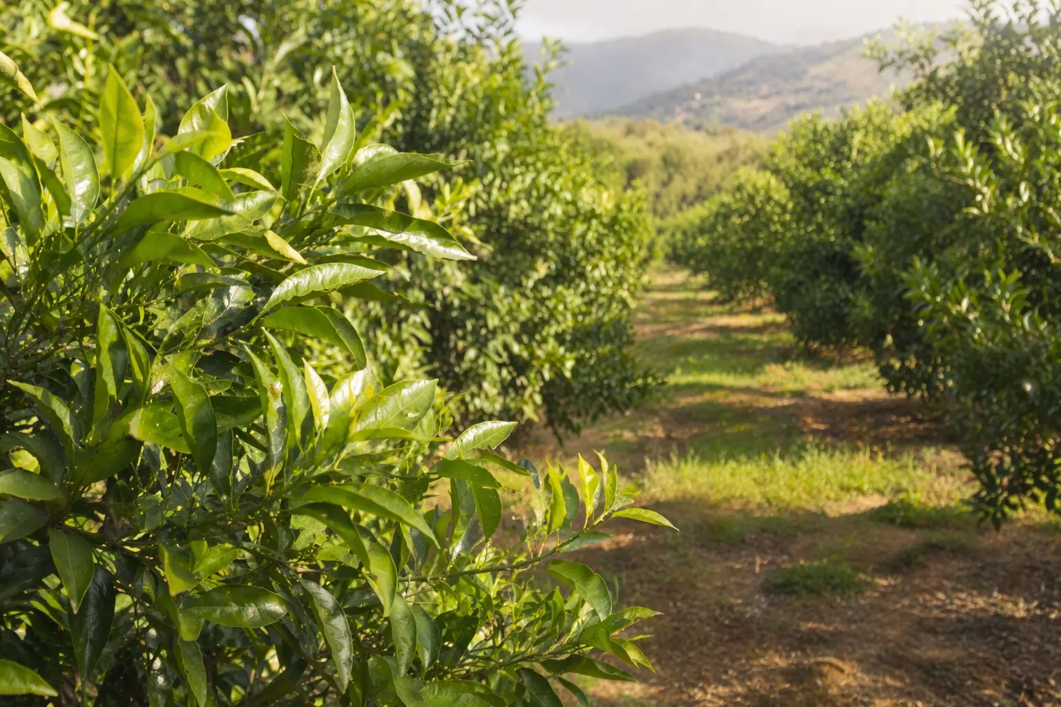 Citrus aurantium var. amara keserűnarancs levelei és fiatal ágai mediterrán gyümölcsösben