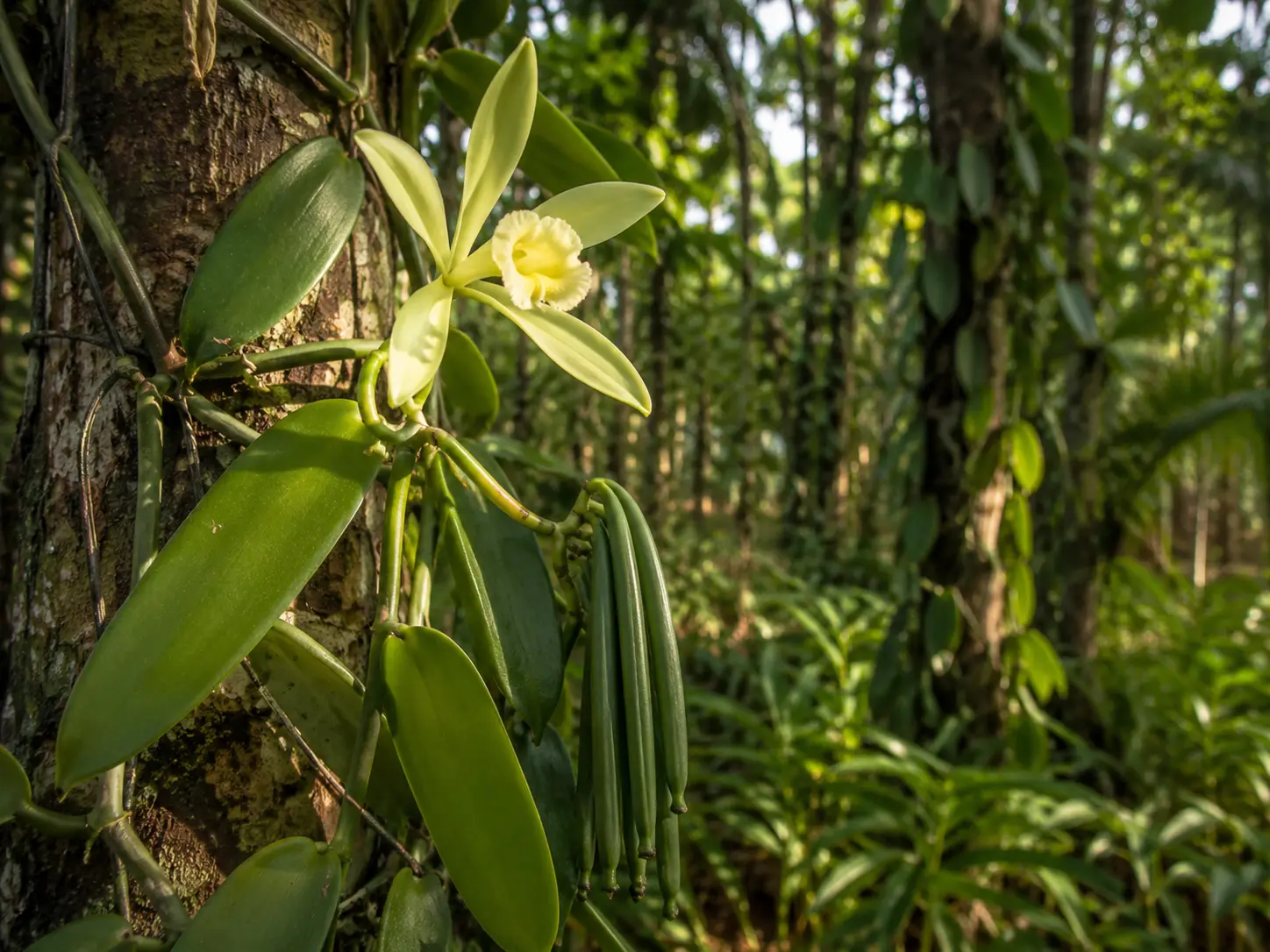 Vaníliarudak és vanília orchidea meleg természetes fényben