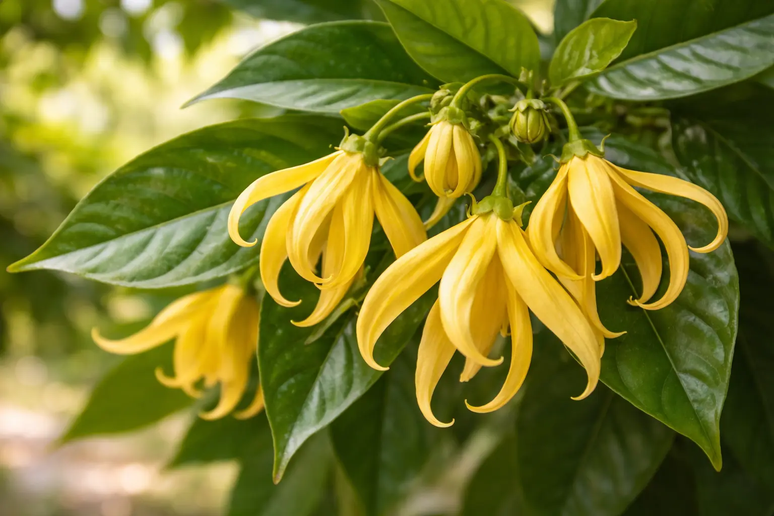 Ylang-ylang illóolaj illóolaj botanikus profilképe